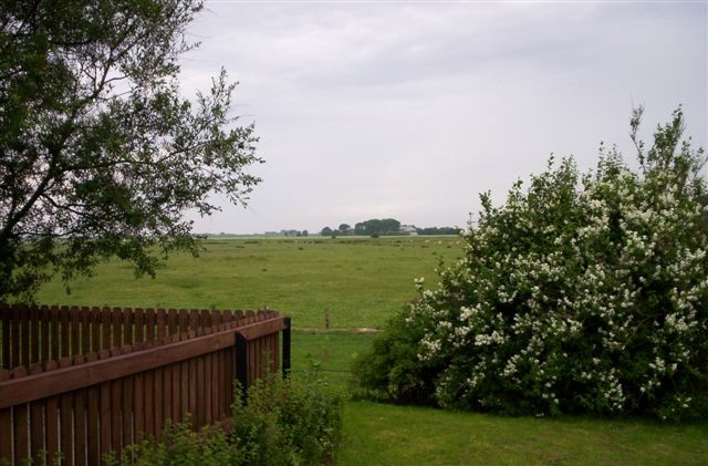 Strandläufer / Kleiseerkoogsdeich